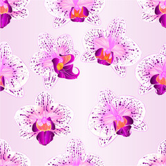 Seamless texture beautiful purple and white Orchid Phalaenopsis flower  vintage closeup vector  illustration editable hand draw