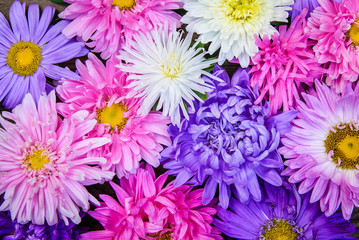 Picture of a background of colorful flowers