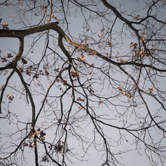 Autumn tree
