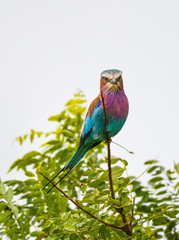 Roller Bird
