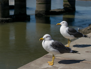 Obraz premium Mouettes sur le quai du port de Saint gilles croix de vie