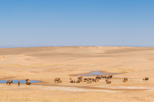 panoramic view of camels near little oasis in sunlit desert 