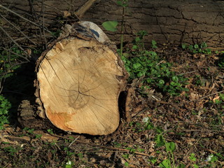 Fototapeta premium FallenTree Stump - Fresh cut logs on a forest floor.