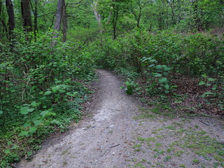 Green Forest Trail - Path through a dark green woodland landscape.