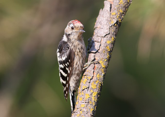 Lesser spotted woodpecker male