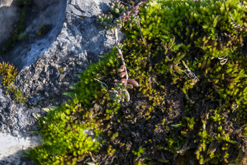 Mousse et Lichen qui pousse sur les ruines du Château de Ferrette en Alsace