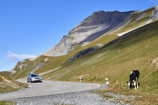 Kuh neben der Fahrbahn, Albulapass