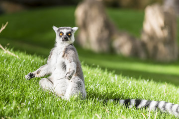 Ring-tailed lemur (Lemur catta) under the sun. Madagascar. - obrazy, fototapety, plakaty