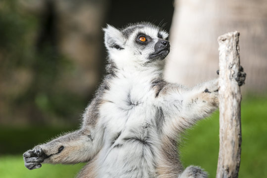 Funny ring-tailed lemur (Lemur catta). Madagascar.