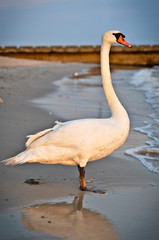 Łabędź © Klaudia