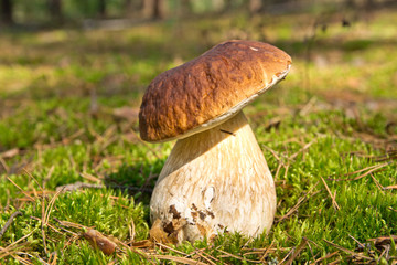 Cep mushroom .Mushrooms in the moss in the forest.