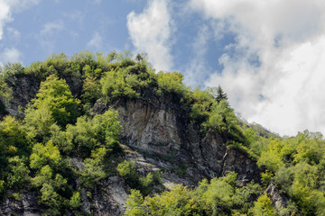 dense forest grows on the steep slope of a high mountain