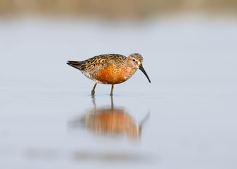 The curlew sandpiper (Calidris ferruginea) in autumn plumage stand on the water.