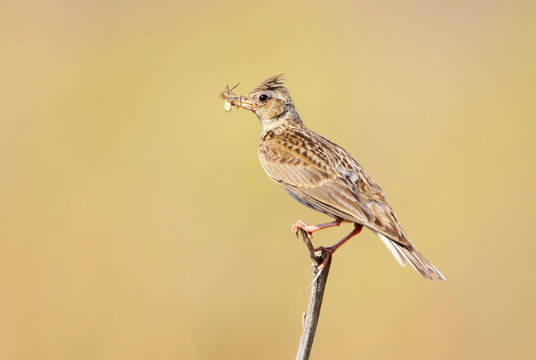 Eurasian skylark with spider in beak sits on the slim branch on blurred beige background.