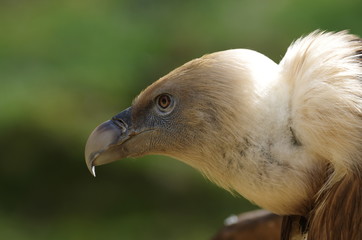 Portrait de vautour