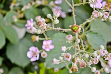 Blackberry blossom flowers organic garden berries bush