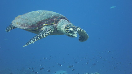 Fototapeta premium Tortue Tahiti