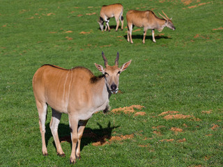 Naklejka na ściany i meble The common eland, Taurotragus oryx, also known as the southern eland or eland antelope.