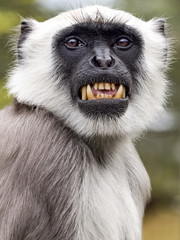 Fototapeta premium Angry Monkey