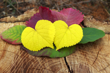 red, yellow and green leaves on a wooden stump, 