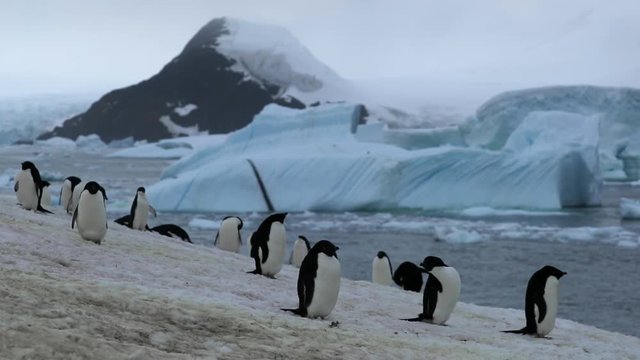 Adelie penguins stand on the beach with snow. Andreev.