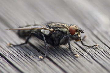 macro of a flesh fly sitting on wooden surface