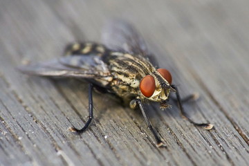 flesh fly sitting on wooden surface
