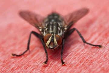 macro of a flesh fly sitting on red surface