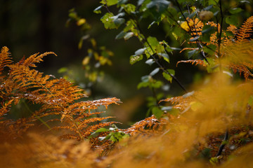 burning red fern leaves in dry sunny autumn