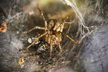 spider sitting in wait in funnel-shape web