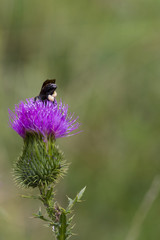 Bumblebee on Thistle Flower