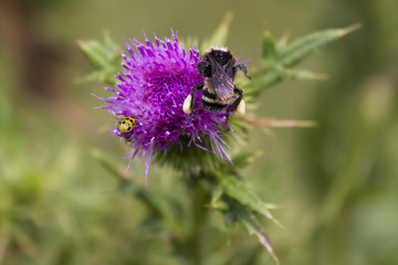 Bumblebee and Ladybug on Thistle Flower