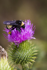 Bumblebee on flower