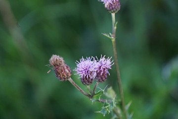 all those litlle flowers