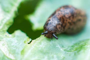 Reticulated slug (Deroceras sturangi, Deroceras agreste, Deroceras reticulatum) on green leaf of cabbage