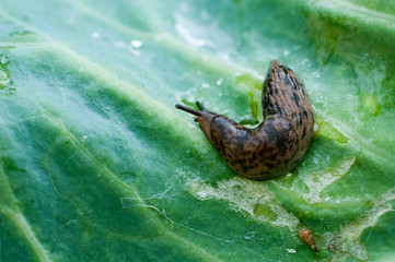Reticulated slug (Deroceras sturangi, Deroceras agreste, Deroceras reticulatum) on green leaf of cabbage