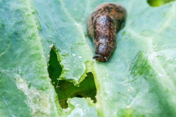 Reticulated slug (Deroceras sturangi, Deroceras agreste, Deroceras reticulatum) on green leaf of cabbage