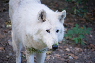White Wolf