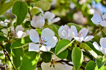 Quince blossom cydonia oblonga spring tree flowers