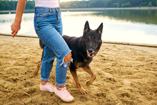 A woman is walking with a German shepherd on the shore of the lake in the summer.