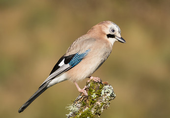 Garrulus glandarius