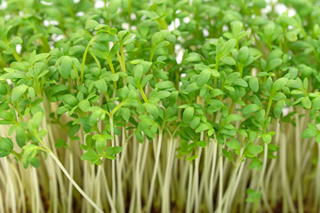 Gartenkresse, Lepidium sativum