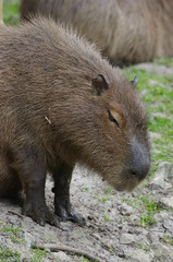 Portrait de Capibara