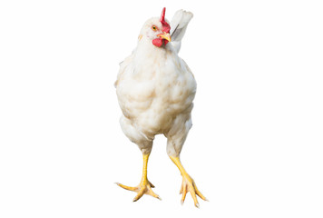 poulet sur fond blanc