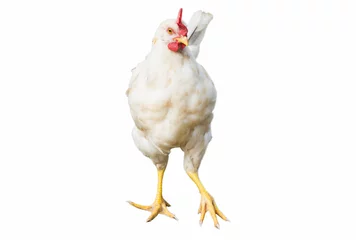 Papier Peint photo autocollant Poulet poulet sur fond blanc