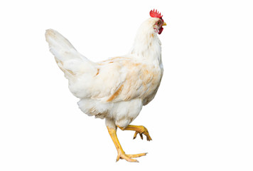 chicken on white background