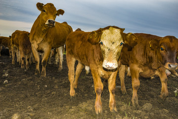 cattle limusiine meat, calves and young cows in the yard