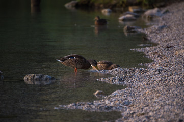 Ducks by the lake shore
