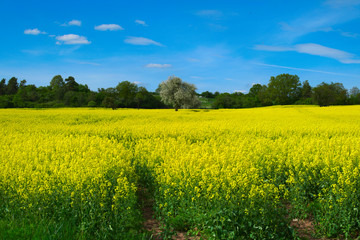 Obraz premium Baum im Rapsfeld