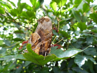 Schmetterling